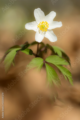 Wood anemone (Anemone nemorosa) white anemone in shady woods, early spring flower in buttercup family Ranunculaceae. Windflower, thimbleweed or smell fox white anemone, rhizomatous toxic plant 