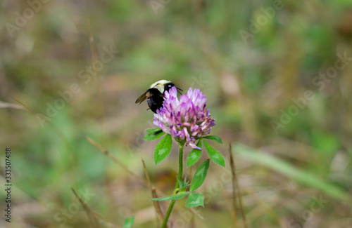 bee on a flower