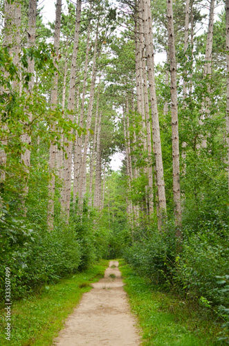 path in the forest