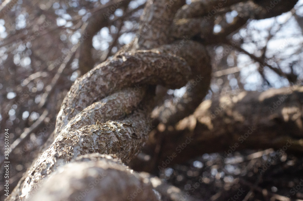 Chain tree Chain tree