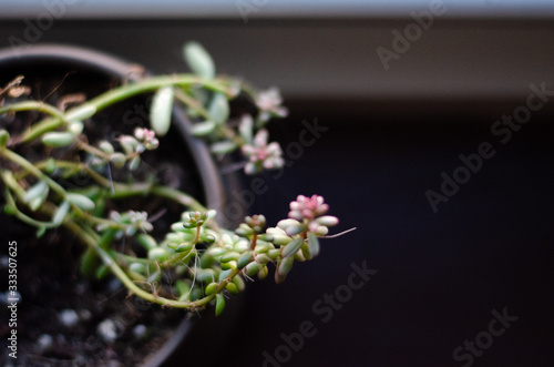 Succulent flower