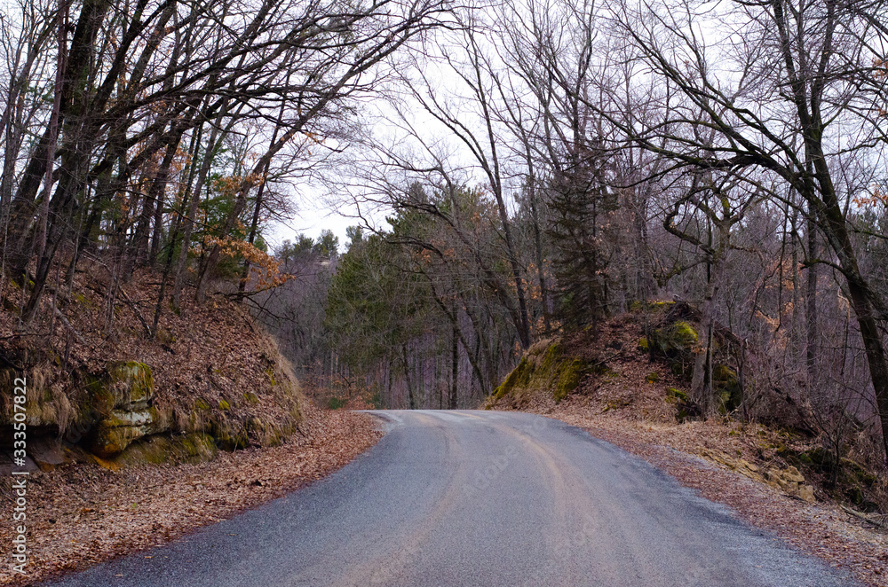 Obraz premium road in the forest
