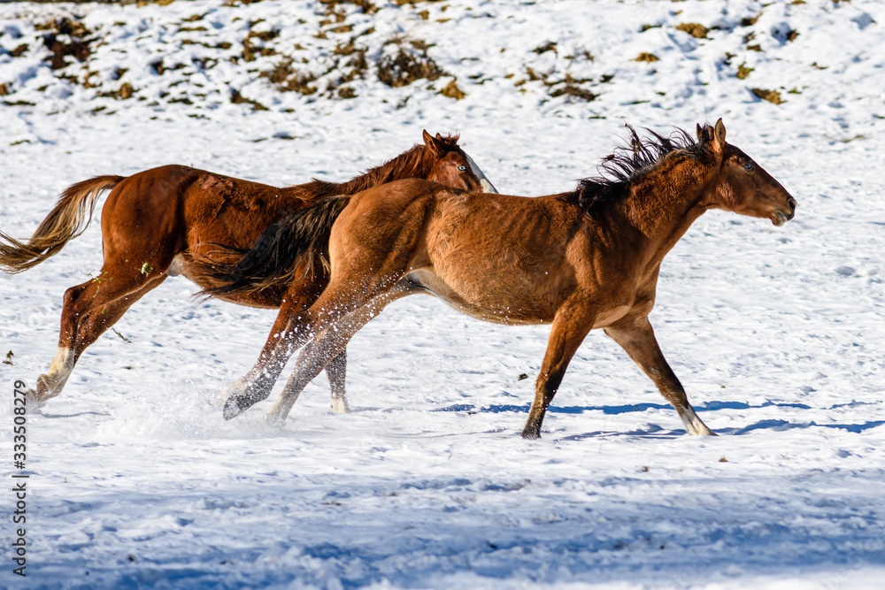 Cavalli che corrono nella neve in Trentino Alto Adige Cavalli che corrono nella neve in Trentino Alto Adige