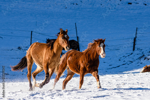 Obraz na plátně Cavalli che corrono nella neve in Trentino Alto Adige