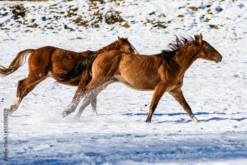 Cavalli che corrono nella neve in Trentino Alto Adige © franco ricci
