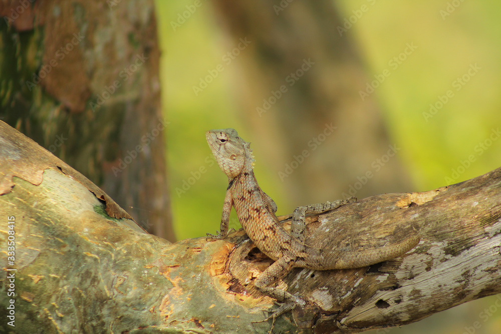 Obraz premium lizard on rock