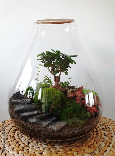 Obraz na płótnie Small decoration plants in a glass bottle/garden terrarium bottle/ forest in a jar. Terrarium jar with piece of forest with self ecosystem. Save the earth concept. Bonsai w salonie