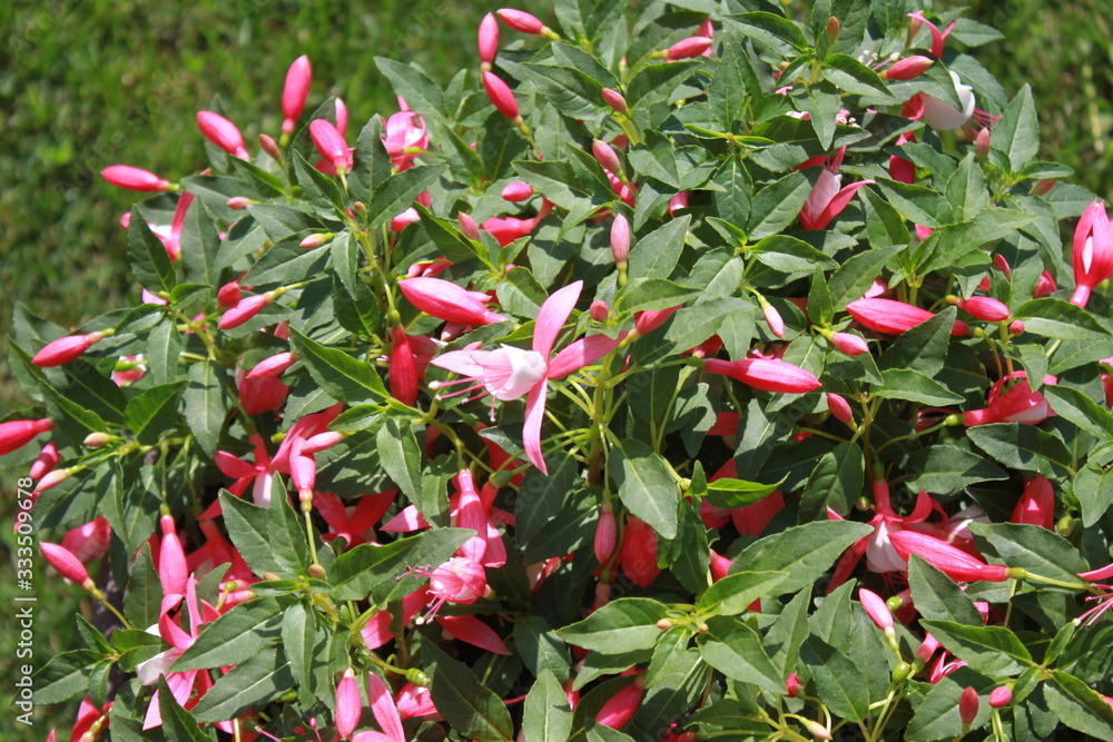 Fuchsie Fuchsie