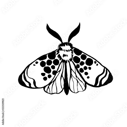 vector moth, night butterfly drawing, hand drawing silhouette illustration