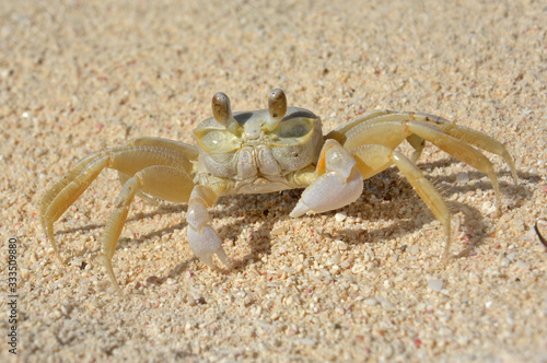 cangrejo - crab