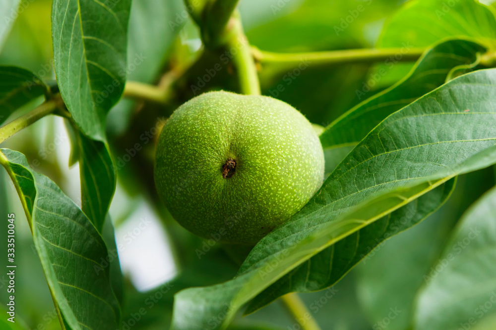 Green walnut on a tree. Green walnut on a tree.
