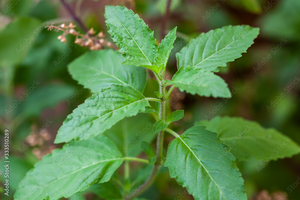 holy basil leaf plant herbal medicine, tulsi plant leaf holy basil leaf plant herbal medicine, tulsi plant leaf