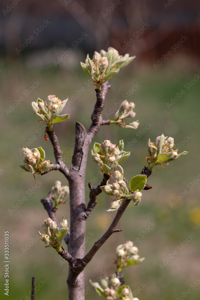 A young apple tree is gaining color in spring A young apple tree is gaining color in spring