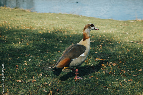 Egyptian goose standing next to a lake
