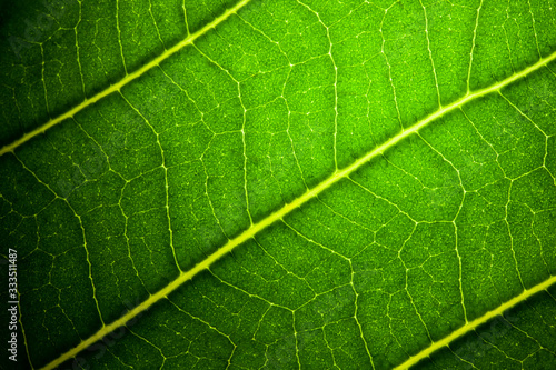 green leaf veins texture macro