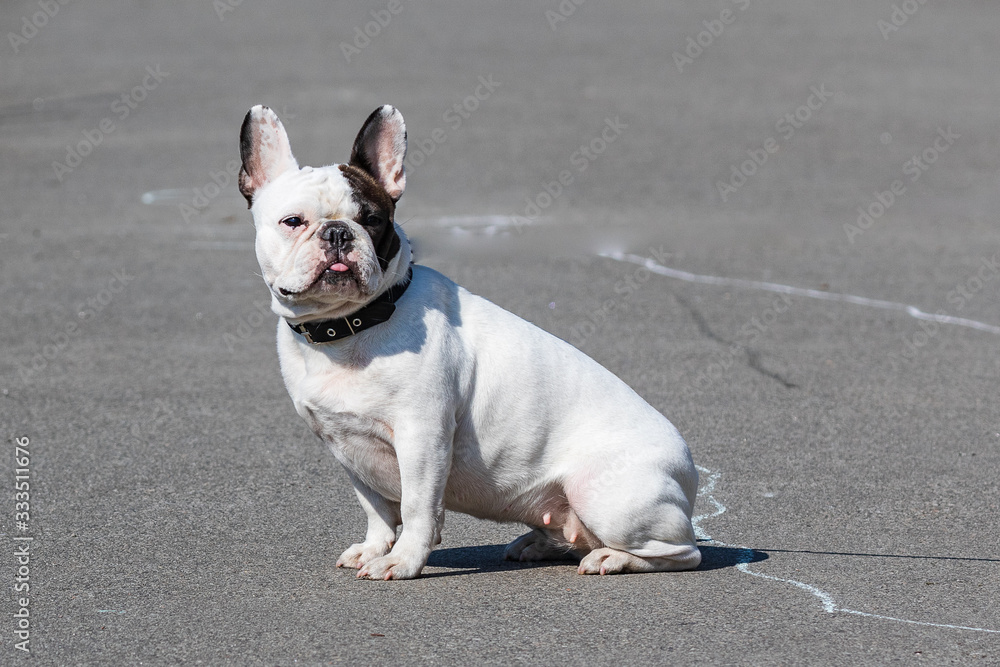 A white dog with black spots sits and turns his head to look at the photographer. Close-up. Pets. Grey background.