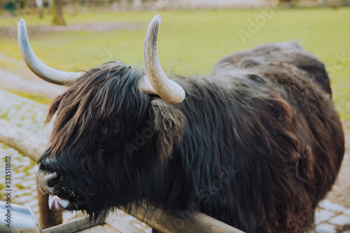 Highland cattle is cleaning its mouth with its tongue