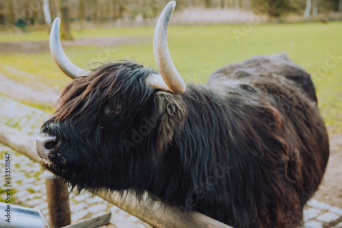 Highland cattle is waiting for food