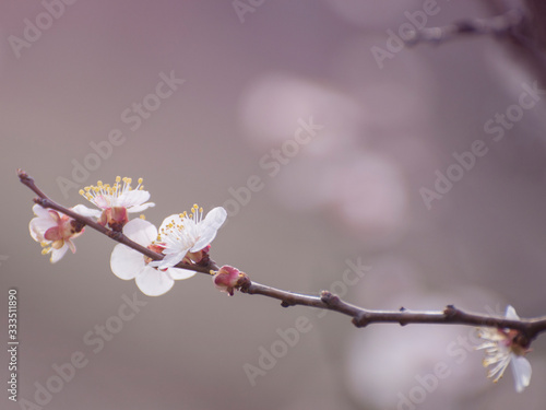 A sprig of cherry or peach. Blooming garden in the spring. Spring background.