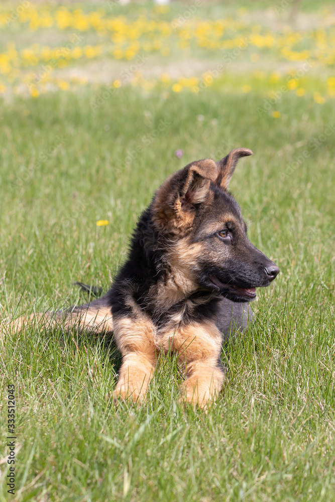 German Shepherd mixed breed puppy lies on green grass