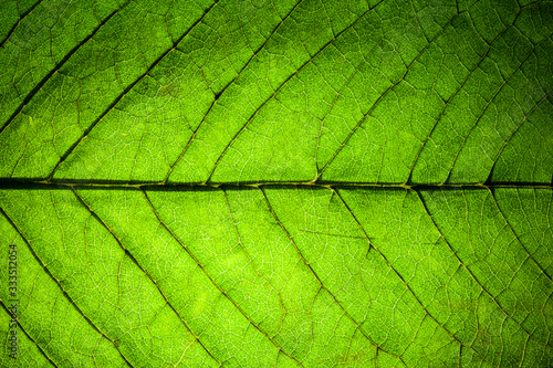 Tableau sur toile fresh green leaf veins macro