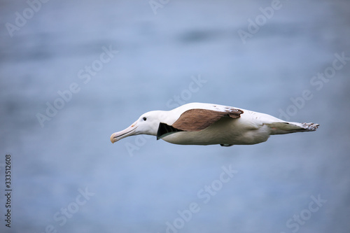 Northern royal albatross in flight, Taiaroa Head, Otago Peninsula, New Zealand