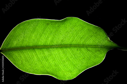 leaf lamina or leaf blade macro photo