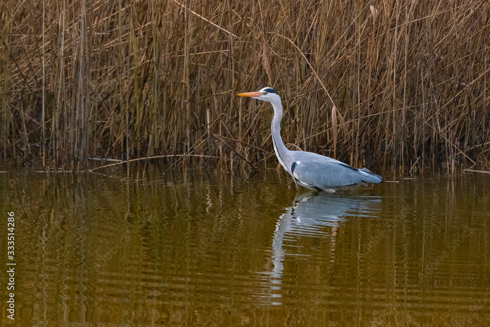 Ein Graureiher spiegelt sich im Wasser Ein Graureiher spiegelt sich im Wasser