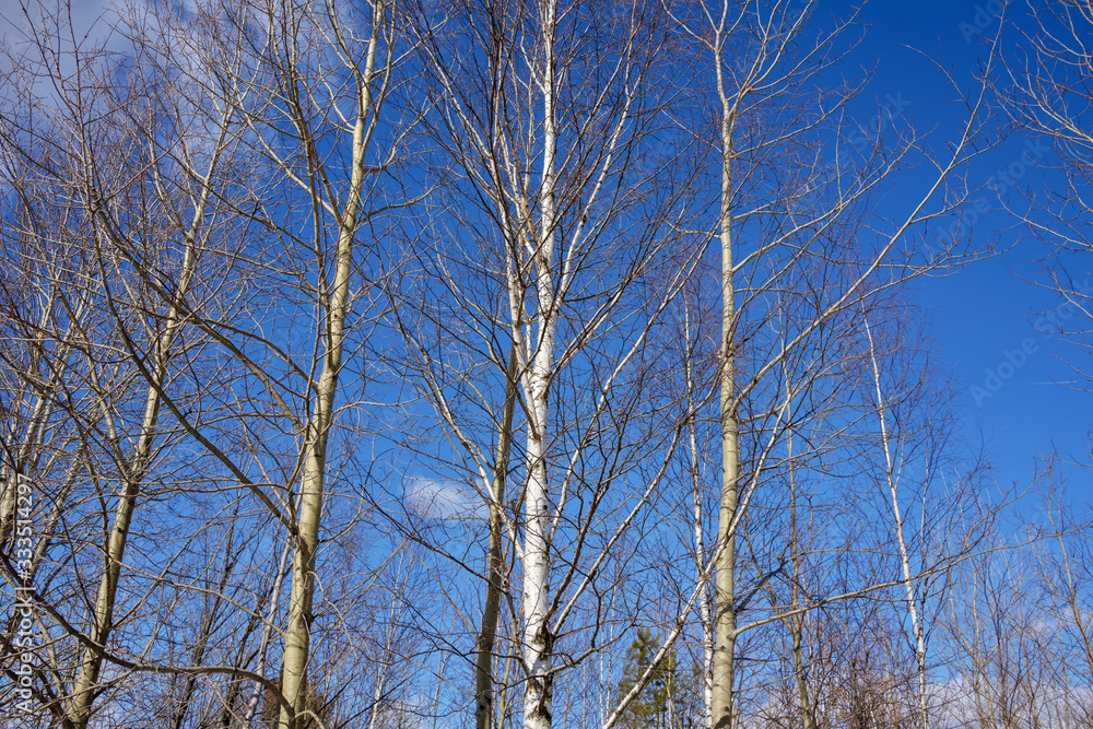 The tops of birch and aspen without leaves are directed into the The tops of birch and aspen without leaves are directed into the