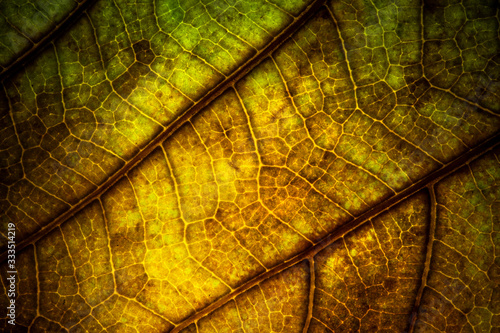 dry dramatic leaves veins texture