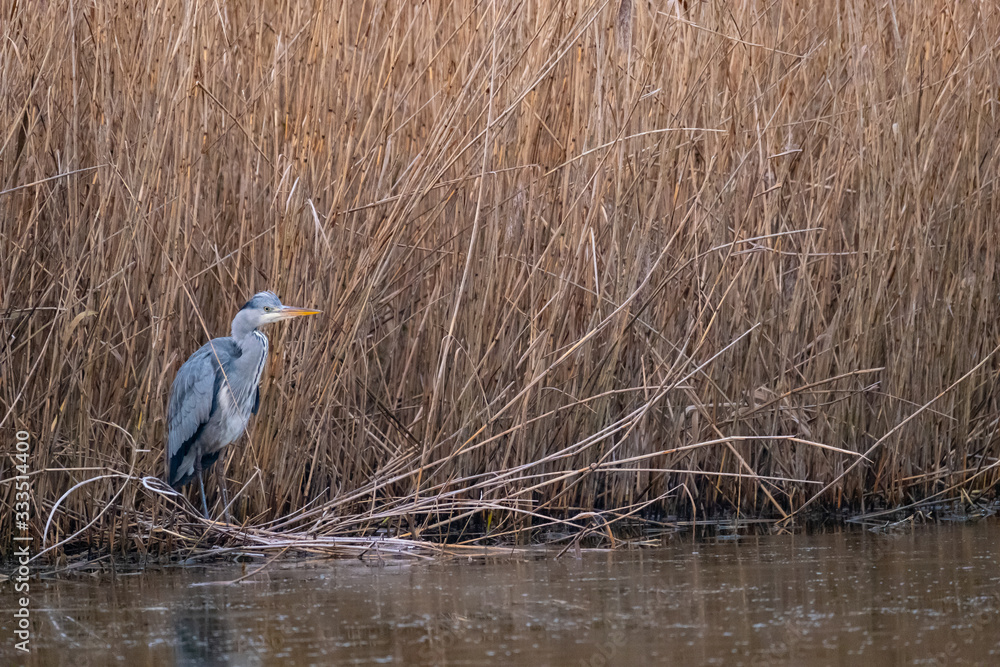 Ein Graureiher steht am Gewässerrand Stock Photo Adobe Stock
