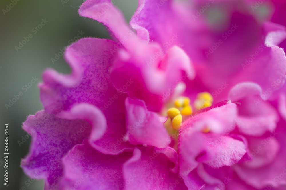 Close-up view of pink flower, yellow pestle. Selective focus. Close-up view of pink flower, yellow pestle. Selective focus.