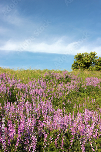 Great Landscape with Purple Flowers blooming on the hill and a green tree in springtime. Natural violet flowers background. Bright blue sky and white clouds.