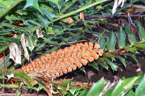 ancient and endangered plant natal cycads,Encephalartus natalensis photo