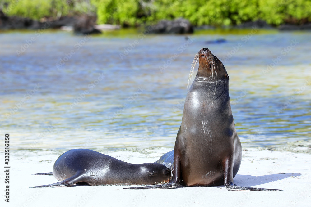 Obraz premium Galapagos sea lions on the beach at Gardner Bay, Espanola Island, Galapagos National park, Ecuador.