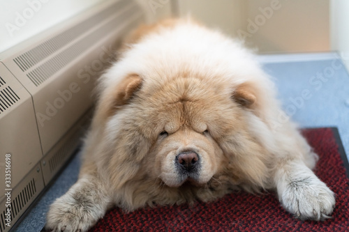 Chow-chow dog lying on floor next to the heating radiator