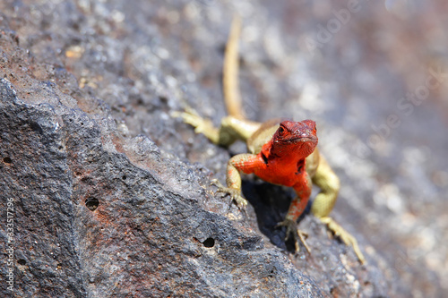 Female Hood lava lizard on Espanola Island, Galapagos National park, Ecuador