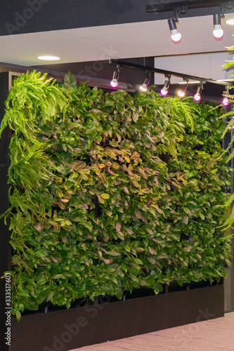 green wall of living plants in the lobby of a large office