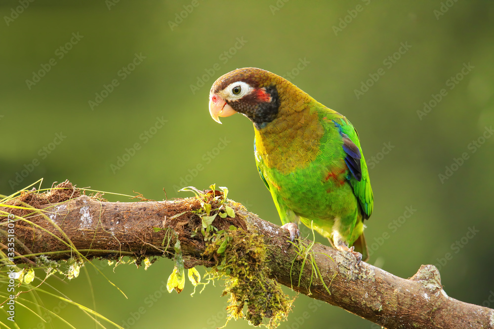 Brown-hooded parrot (Pyrilia haematotis) Brown-hooded parrot (Pyrilia haematotis)