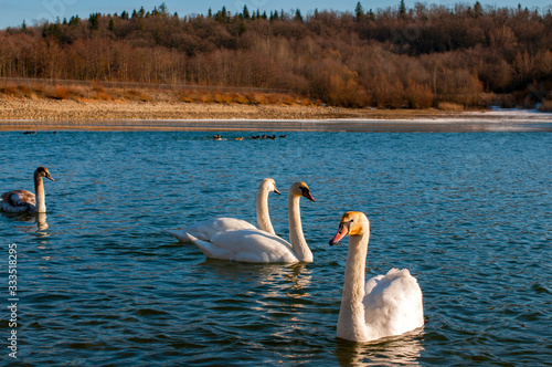 white swans group on the lake swim well under the bright sun