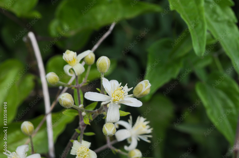 Obraz premium Clematis in Blüte
