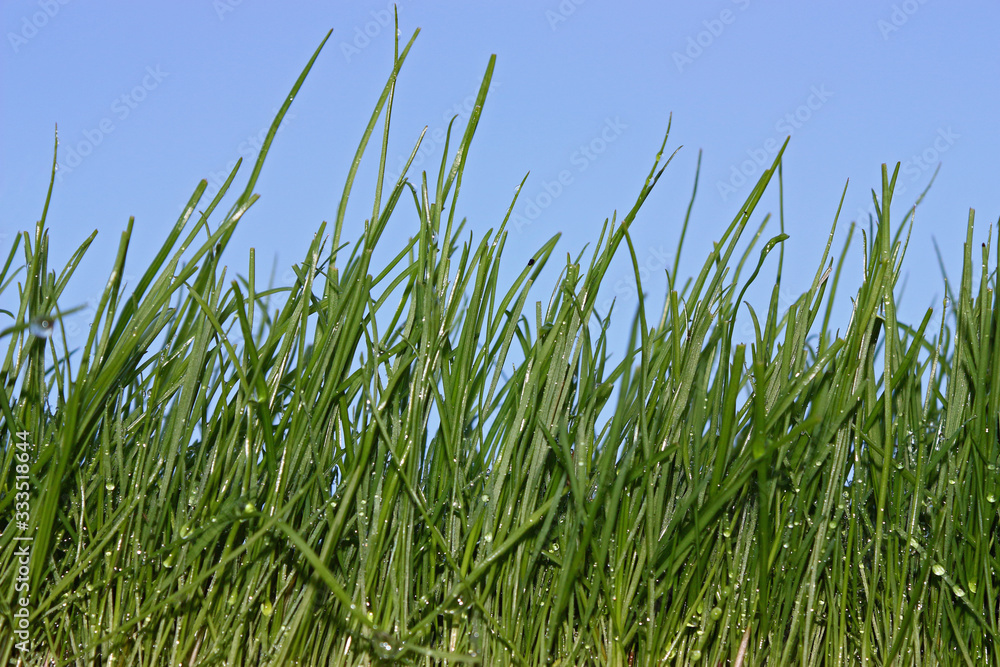 Gras