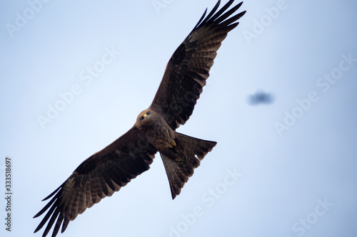 Falcon in flight