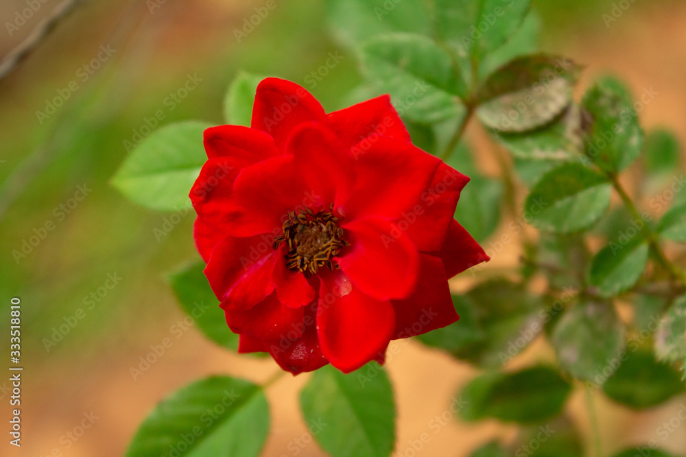 red flower