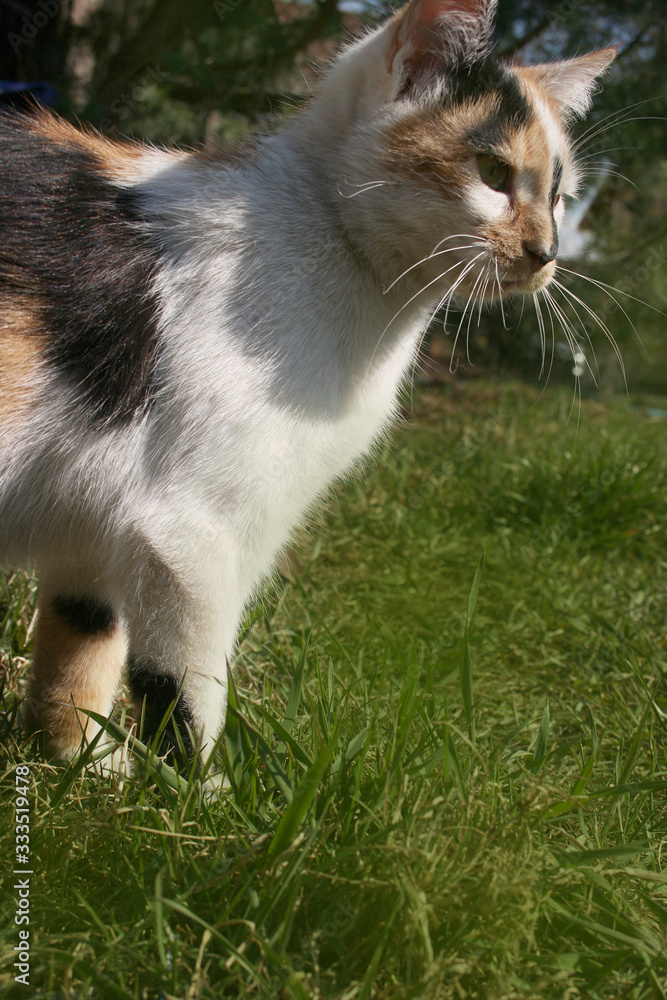 a cute cat in the spring garden