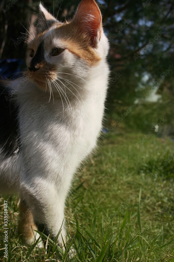 a cute cat in the spring garden