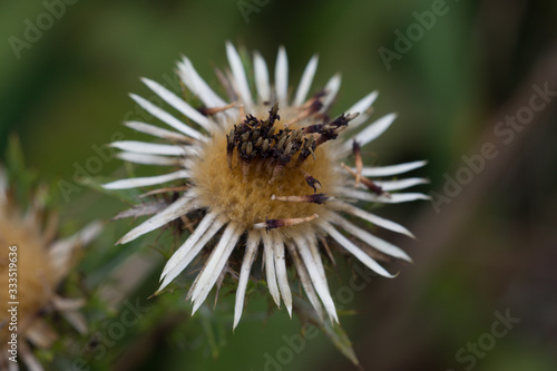 Distel - ein guter Bienenwirt