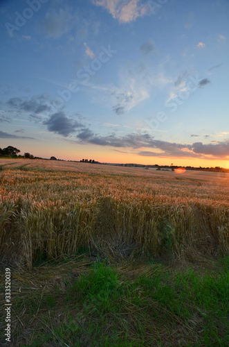 Landscape  Sunset over wheat field in Wheldrake  York  Yorkshire  England  UK