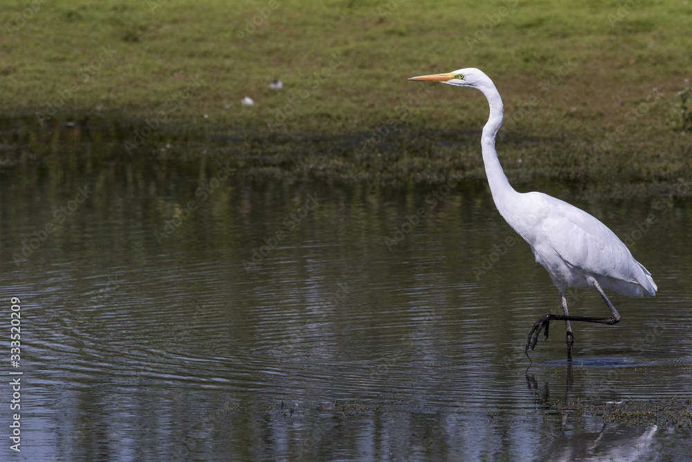 Great White Egret, Heron, looking left, with its left foot raised, while stalking a small pond Great White Egret, Heron, looking left, with its left foot raised, while stalking a small pond