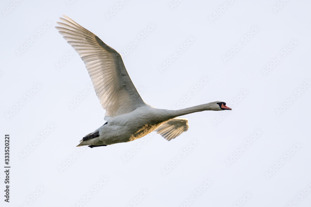 Obraz premium Mute Swan in Flight light coming through the primaries of the bird